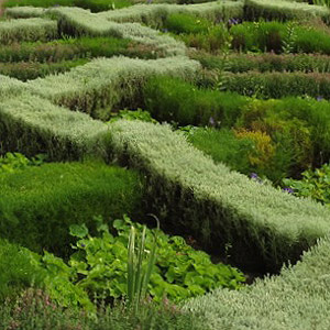 Low Growing Hedge