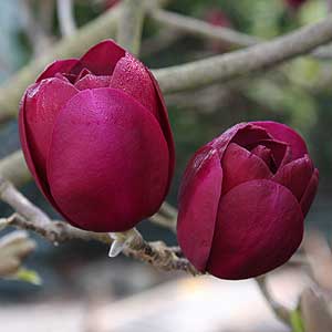 magnolia black tulip