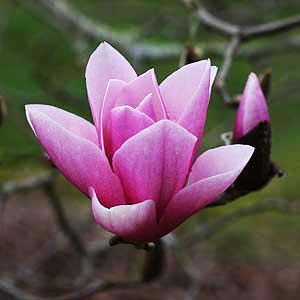 magnolia-soulangiana-alexandrina