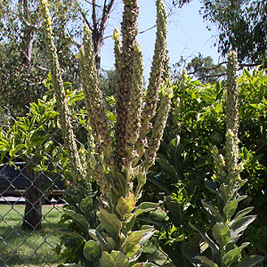 mullien-verbascum-thapus