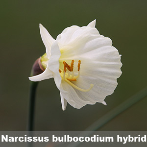 Narcissus bulbocodium