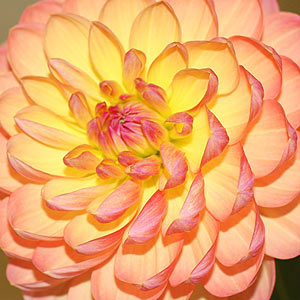 Water Lily Dahlia