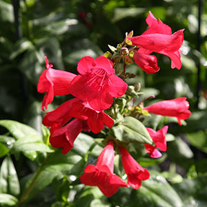 Red flowering Penstemon
