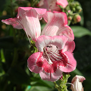 Penstemon