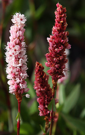 Persicaria affiinis