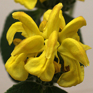 phlomis flower