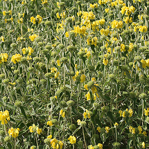 phlomis fruticosa