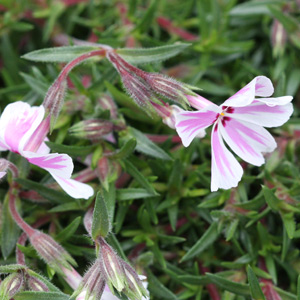 phlox-subulata-tamanonagalei