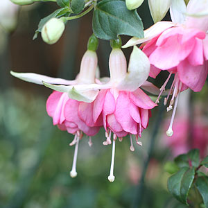 Fuchsia Plant, Pink and White Flowers