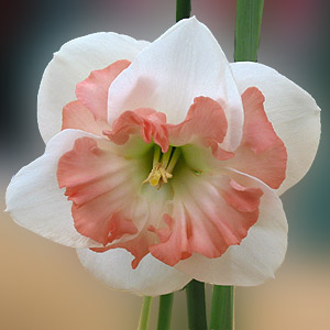 Pink Daffodil Flower