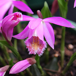 Pleione tongariro