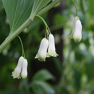 Solomon's Seal