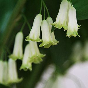 Polygonatum x hybridum