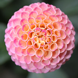 Pompon Dahlia