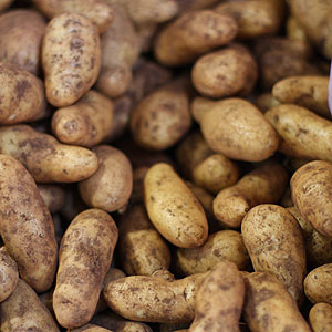 Kipfler potatoes, a popular variety
