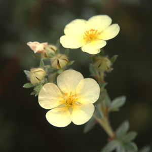 potentilla parvifolia gold drop.jpg