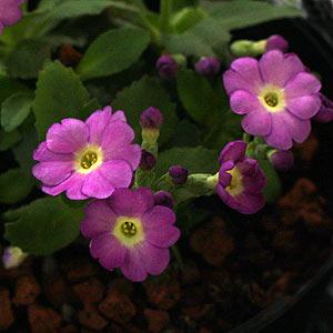 Primula allionii