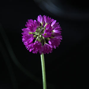 Primula capitata