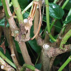 Hydrangea Pruning