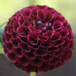 Red Pompon Dahlia