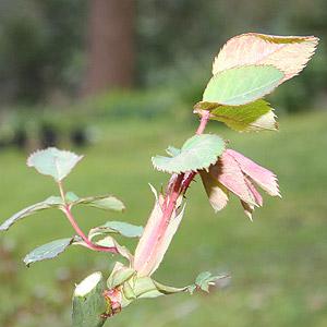 Rose pruning - the right angle