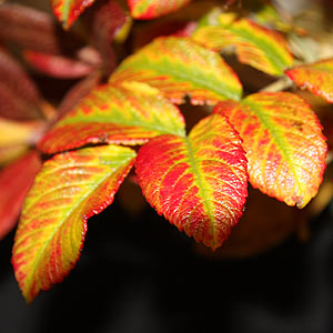 Rugosa rose autumn foliage