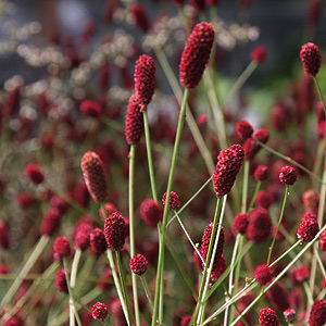 Sanguisorba officinalis 'Tanna'