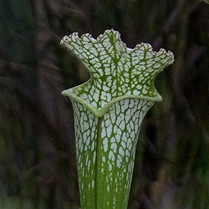 sarracenia-leucophylla-close-up