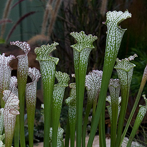 sarracenia-leucophylla