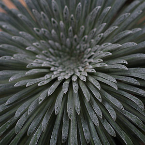 saxifraga longifolia