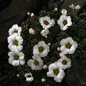 Saxifraga poluniniana