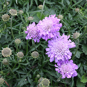 scabiosa-columbaria