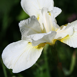 Whit
e Siberian Iris varity