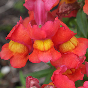 Snapdragon Flower