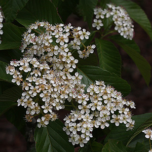 sorbus megalocarpa