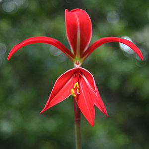 Sprekelia formosissima the Aztec or Jacobean Lily