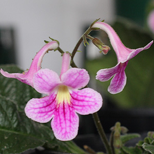 Pink Flowering Streptocarpus