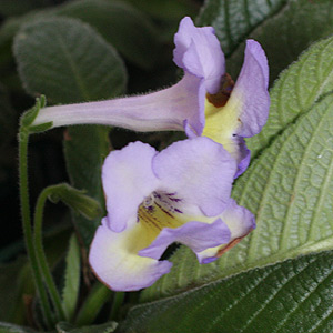 Streptocarpus Plant