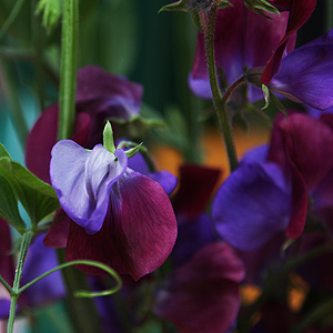 Sweet Peas