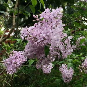 Syringa x persica The Persian Lilac