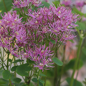 Thalictrum