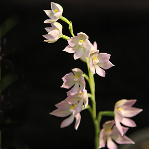 Thelymitra fragrans