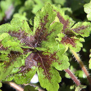 tiarella plant