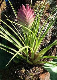 Tillandsia cyanea