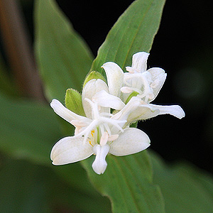 Tricyrtis hirta alba