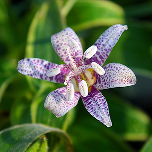 tricyrtis-hirta-miyazaki