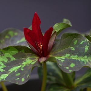 Trillium Variety