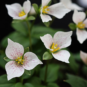 Trillium Plant