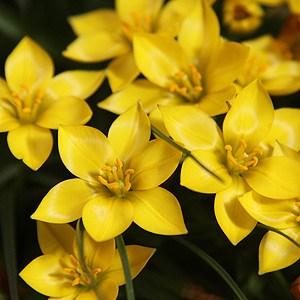 Triteleia sellowiana