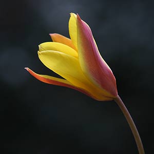 Tulipa clusiana - The Lady Tulip